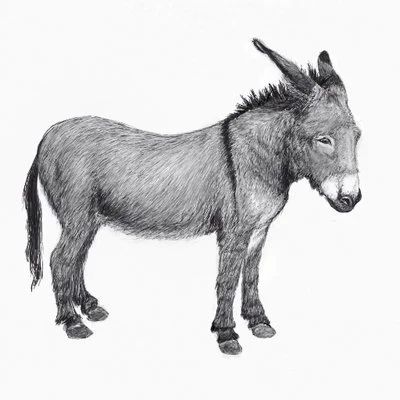 A Poem in which I Avoid My Guilt — published in Okay Donkey